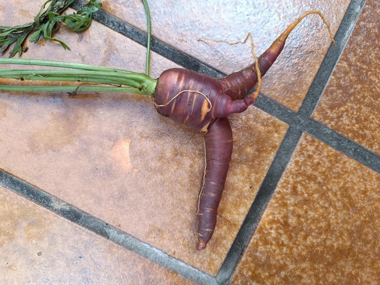 walking purple carrot