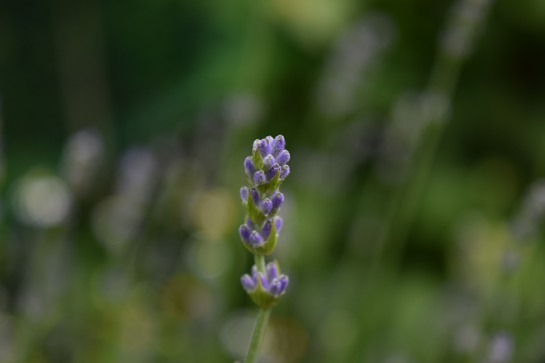 Small Purple Flower 1