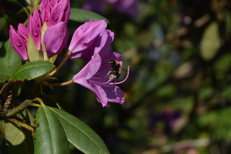 Bumblebee At Work 1