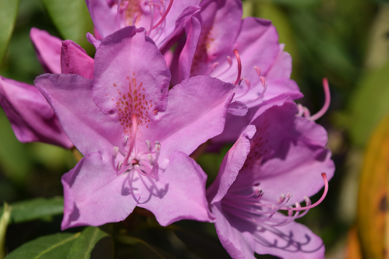 Radiant Purple Flower