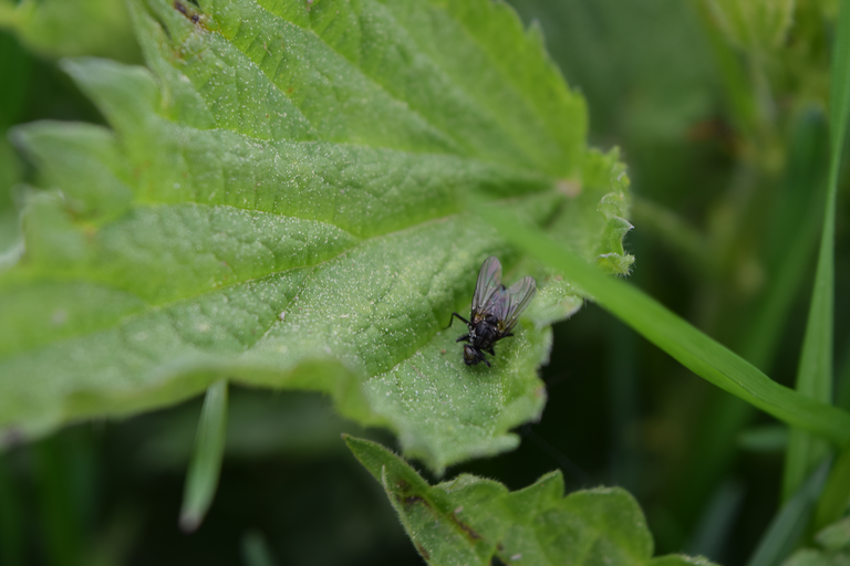 Pollinated Fly