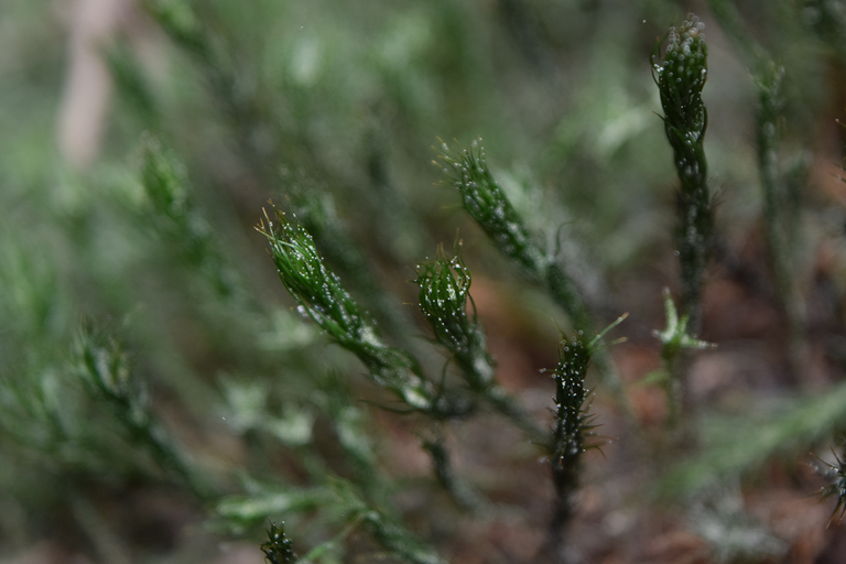 Morning Dew Moss 2