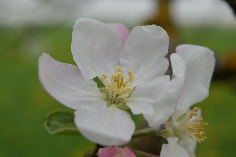 Cherry Blossom 1