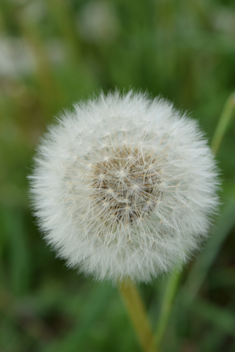 Fluffy Dandelion