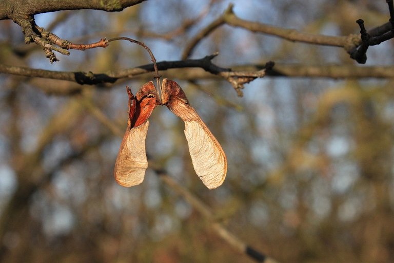 Sycamore Seed Image