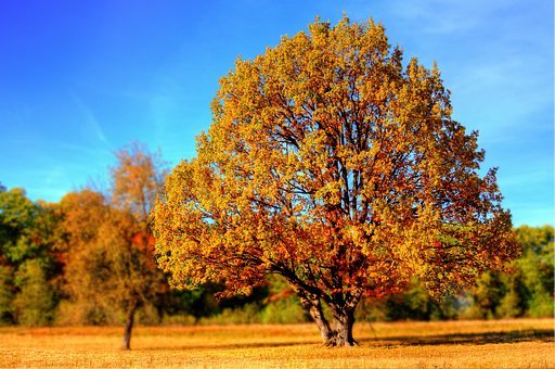 Tree Fall Fall Colors Fall Leaves Autumn G