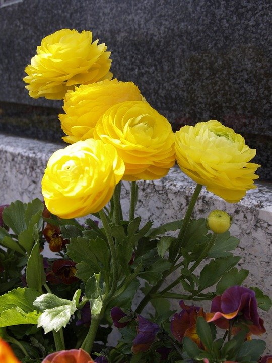 Flores en el cementerio