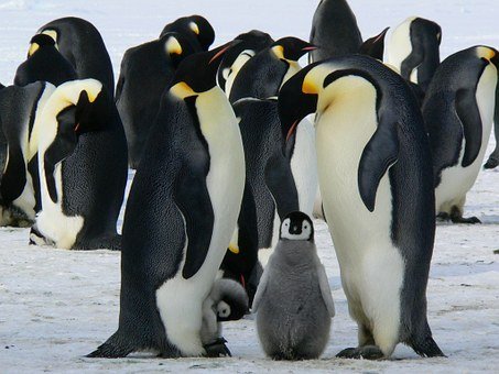 Penguins, Emperor Penguins, Baby