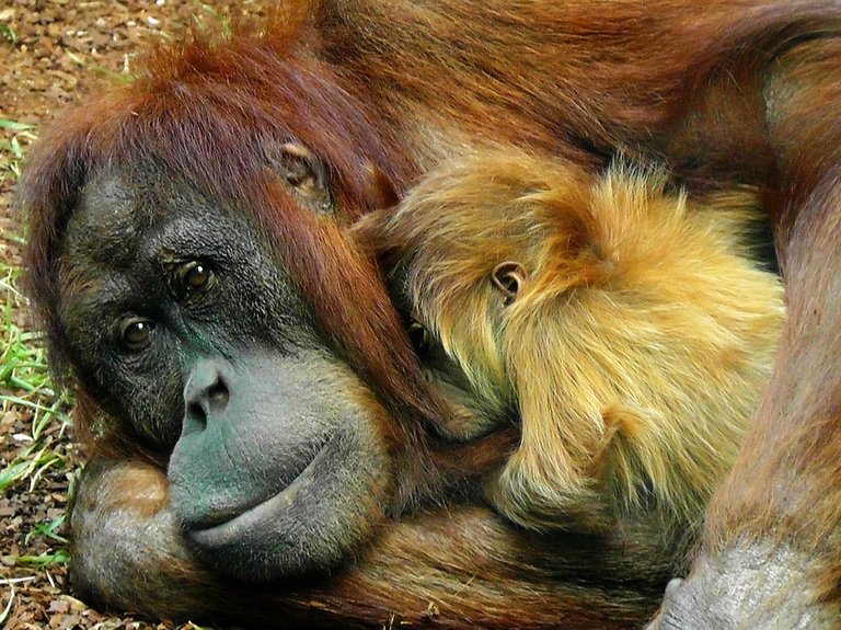 Orangutan Mom