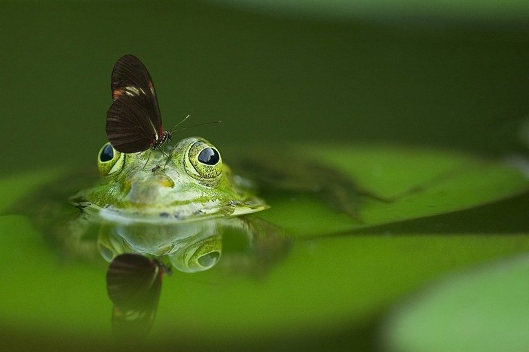 https://cdn.pixabay.com/photo/2014/11/21/17/27/frog-540812_960_720.jpg