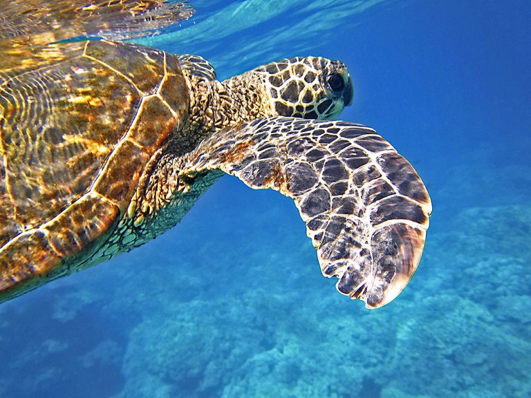 Sea turtle