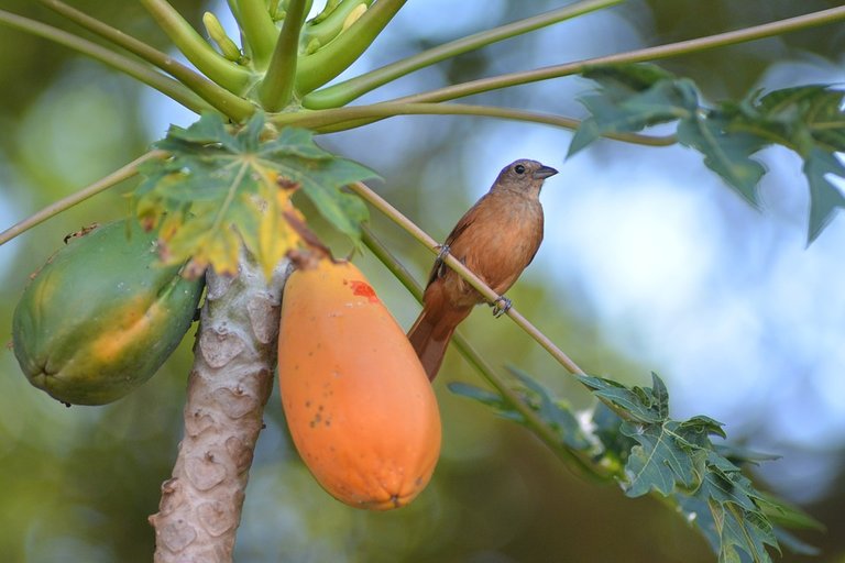 Ave, Papaya, Tordo, Pajarito