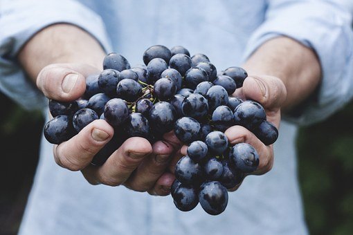 Grapes, Bunch, Fruit, Holding, Harvest