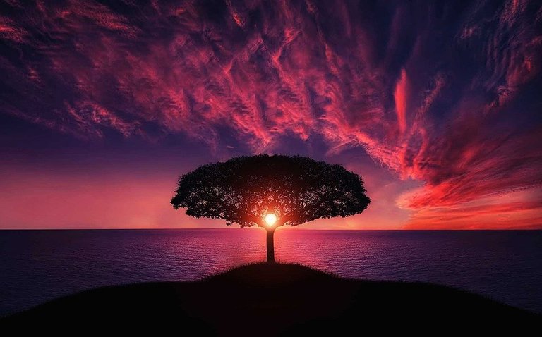 Tree, Sunset, Amazing, Beautiful, Breathtaking
