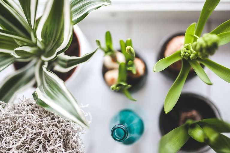 Houseplants, Plants, Flowers, Bottle, Watered, Green