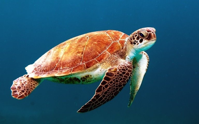 Turtle, Tortoise, Swim, Sea Turtle, Creature, Ocean