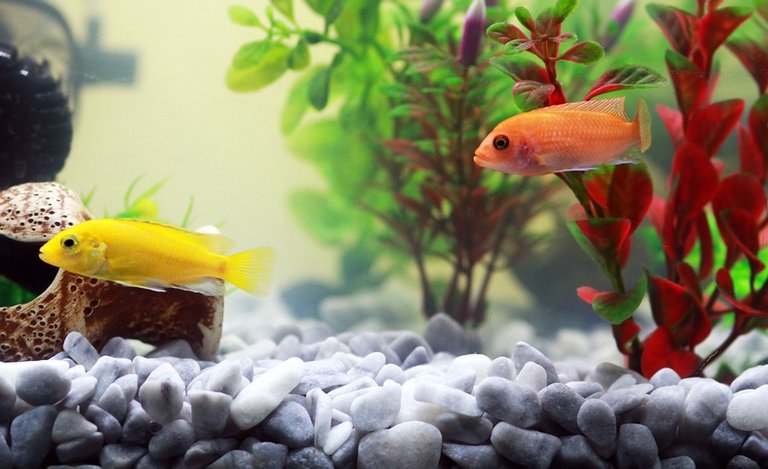 Fish, Aquarium, Yellow Fish, Water, Orange, Zoo