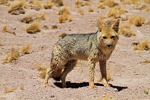 Chile, Desierto De Atacama, Sur