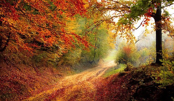 Road Forest Season Autumn Fall Landscape N