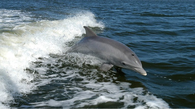 A bottlenose dolphin surfs a wave in the ocean