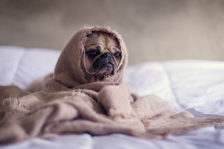 Pug, Dog, Blanket, Bed, Face, Animal, Pet, Funny