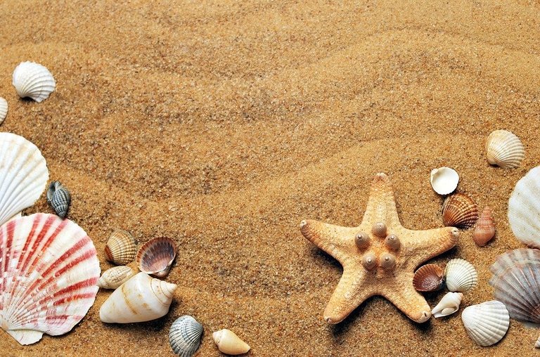 Sea, Sand, Coast, Beach, Seashells, Vacation, Nature