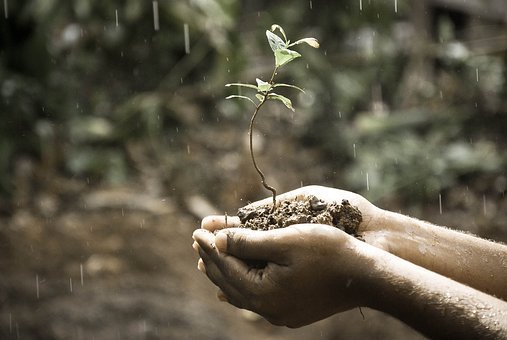 Hands, Macro, Nature, Outdoors, Plant