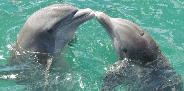dolphins kiss