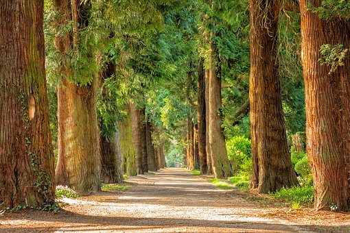 Avenue, Trees, Tree Lined, Path, Trail