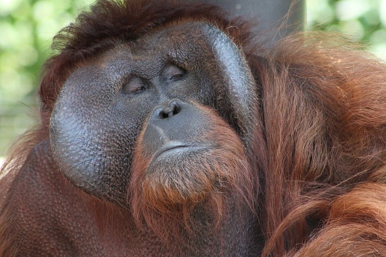 Judging Orangutan