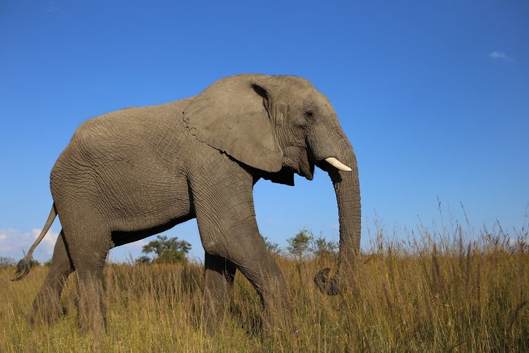 Elephant