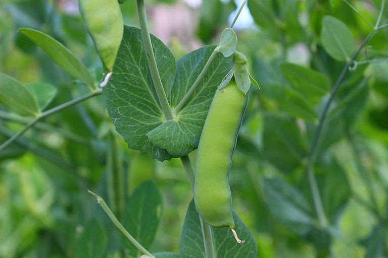 Pea, Pod, Green, Vegetables, Plant