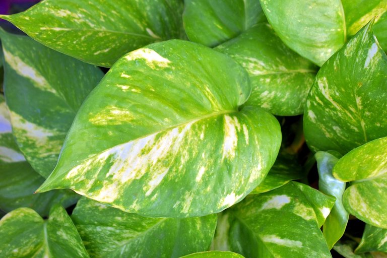 Money Plant, Golden Pothos, Variegated Leaves, Ivy Arum