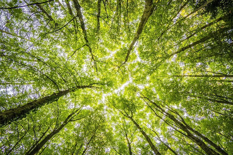 Forest, Trees, Perspective, Bright, Green, Beautiful