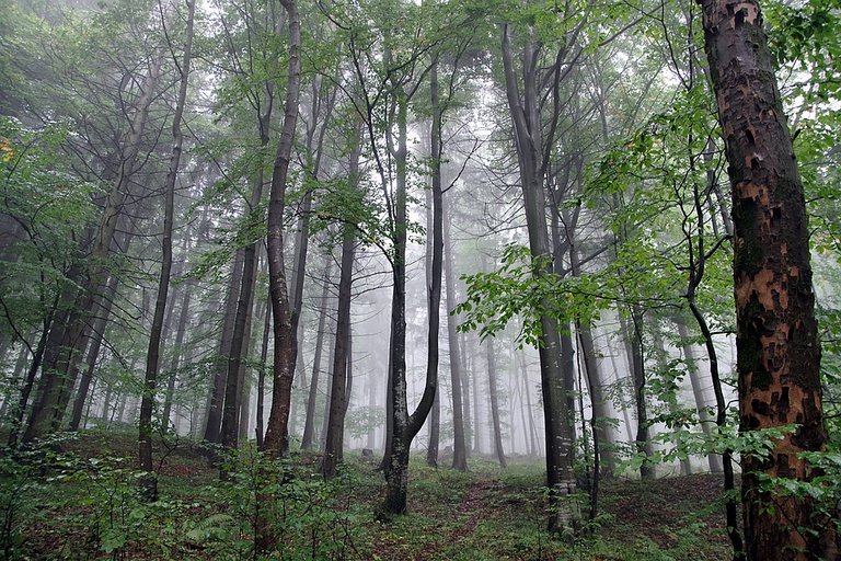 rainy woods