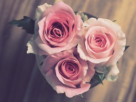 Rose, Flower, Petal, Love, Bouquet
