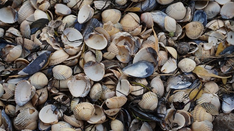 Empty Clams and Mussel Shells