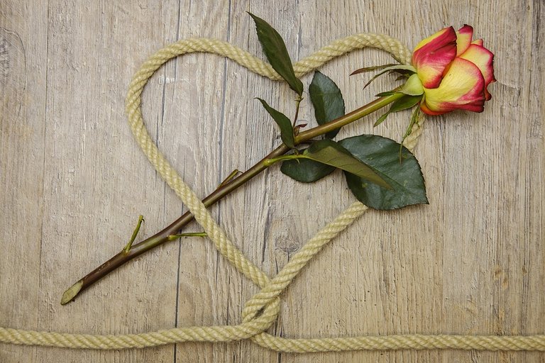 Rose, Heart, Love, Connection, Connected, Knot, Romance
