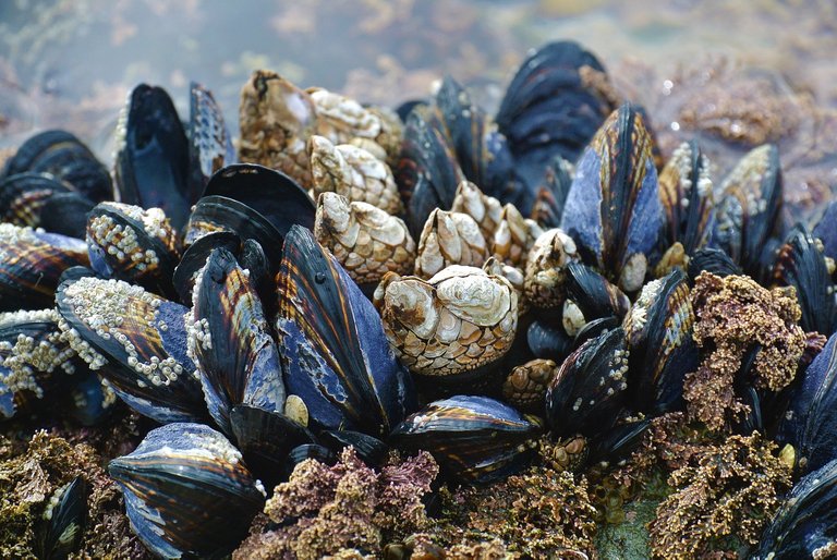 Mussels on the West Coast of Vancouver 