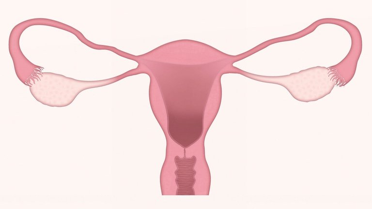 Uterus and Ovaries. Credits: Pixabay