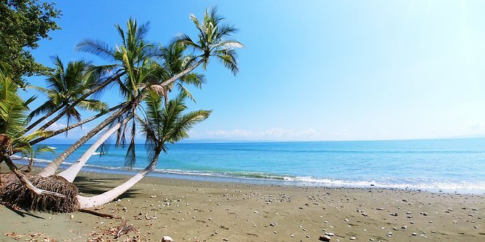 https://pixabay.com/es/photos/costa-rica-planta-playa-palmera-4018153/