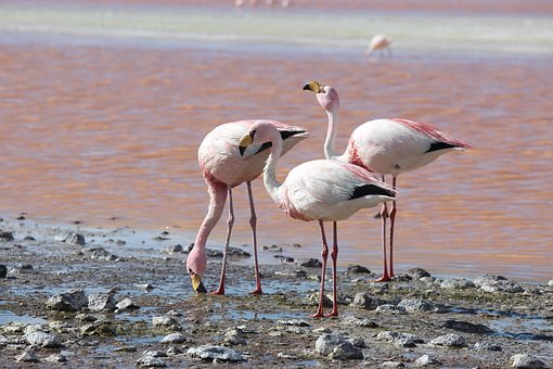 Flamencos, Lago, Atacama, Lagunacolorada