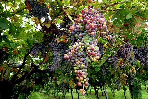 Grapes, Abundance, Vineyard, Fruit