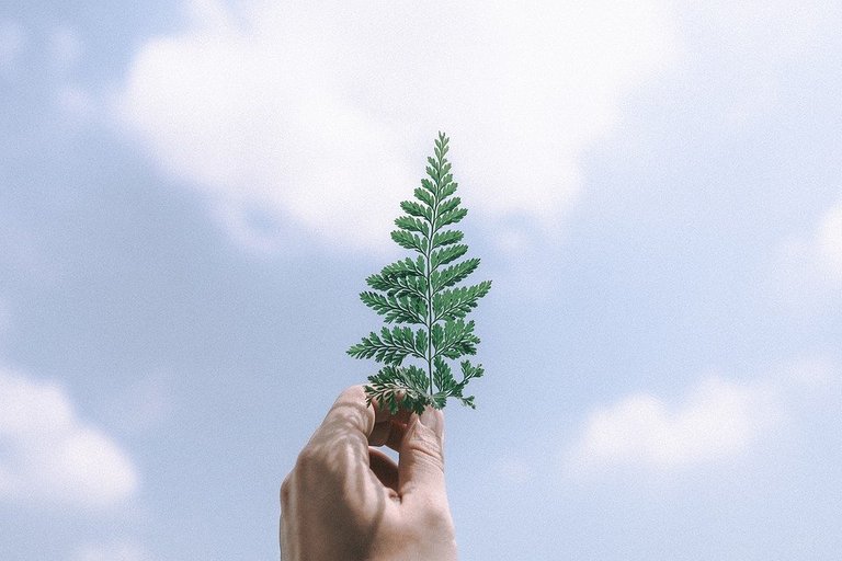 tree leaves on sky image from Pixabay