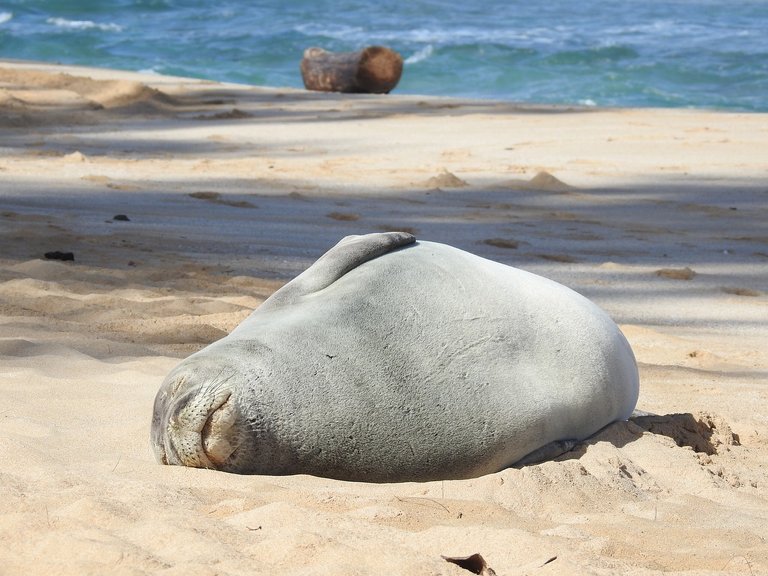 A sleeping monk seal