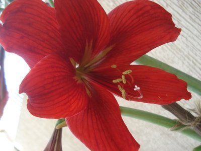 flowers 045.jpg