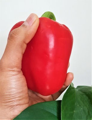 pepper.jpg