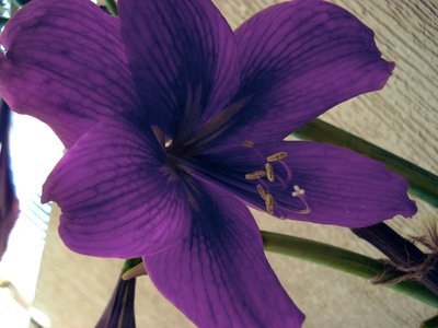 flowers 045.jpg