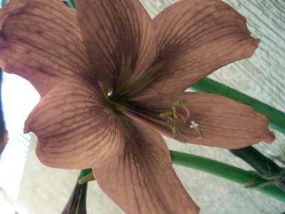flowers 045b.jpg