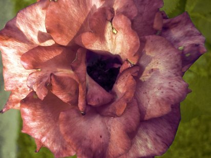 flowers_031.jpg
